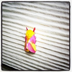 colorful-moth