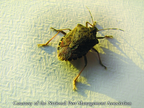 stink bug