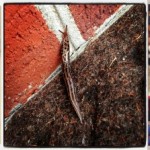 Instagram1