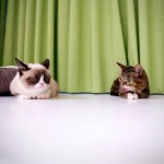 Grumpy-Cat-Tard-Lil-Bub
