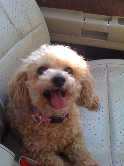 Emma the toy poodle