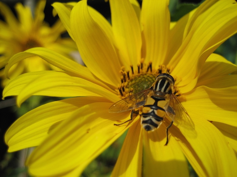 honeybee-on-sunflower