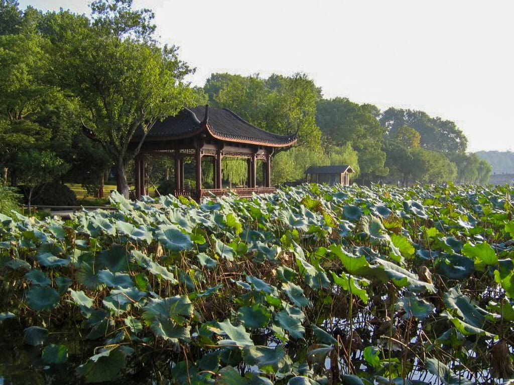 Lotus plants at West Lake, Hangzhou, China