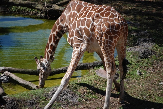 giraffe-animal-kingdom-lodge