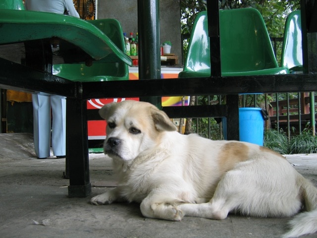 stray dog in china