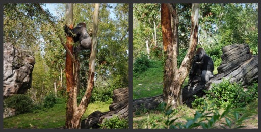 gorilla-eating-bark