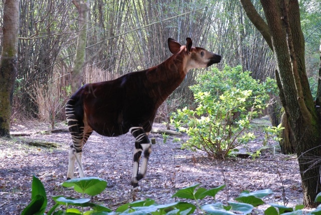 okapi-safari