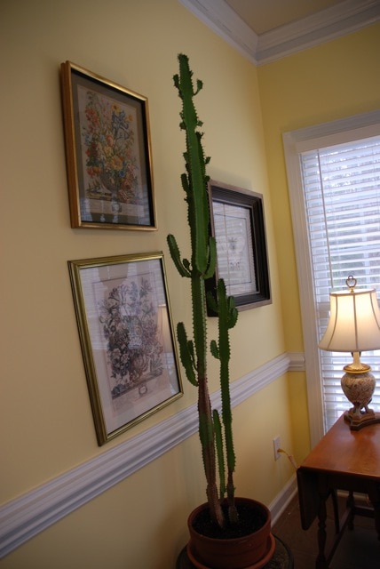 the-cactus-of-my-life