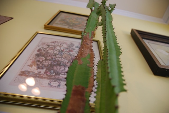 tall-cactus