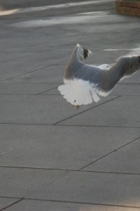 I make the birds run.