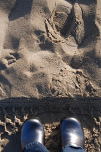 Clearly the wrong shoes for the beach.