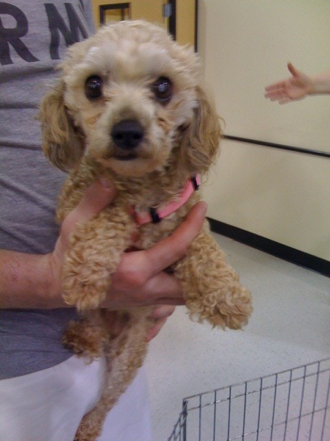 Emma at an animal rescue - a puppy mill survivor