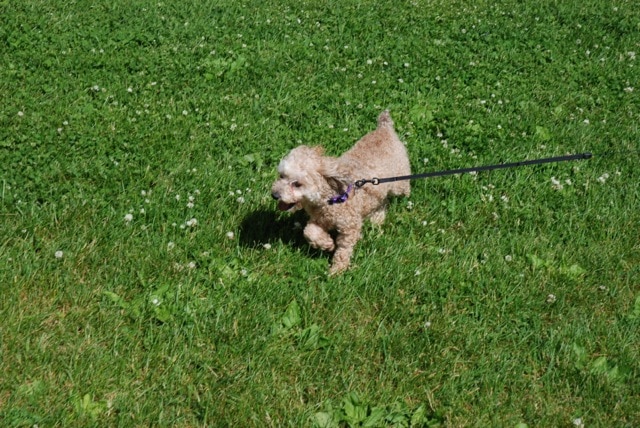 Emma in the grass - a puppy mill survivor