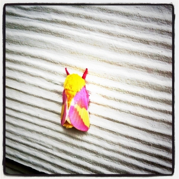 pink and yellow moth