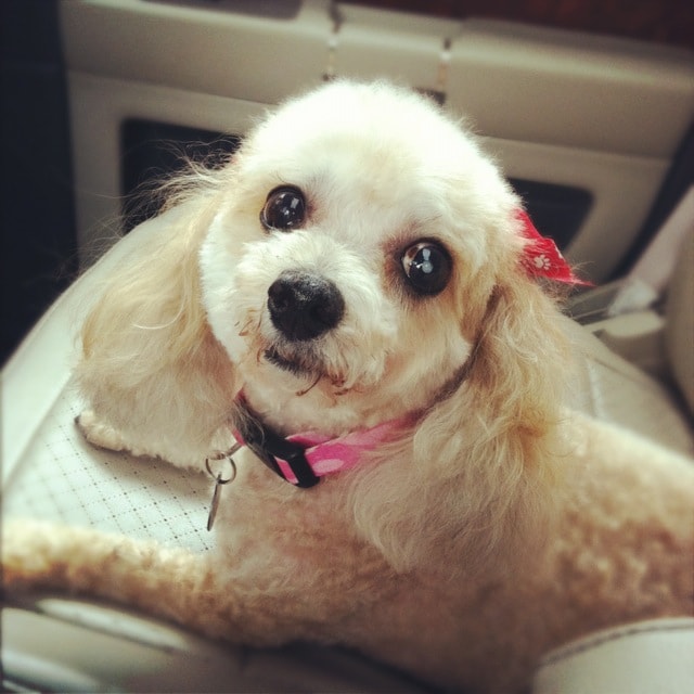 Beautiful Emma - a puppy mill survivor