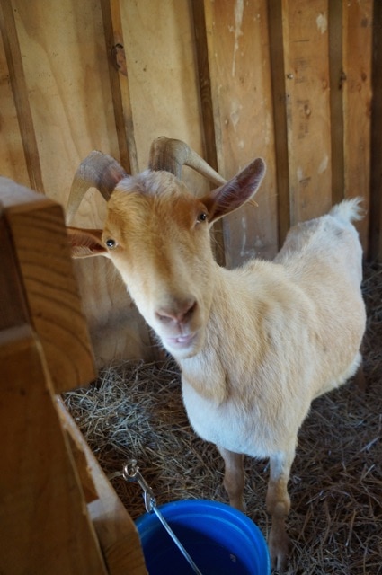 Tuckerton goat