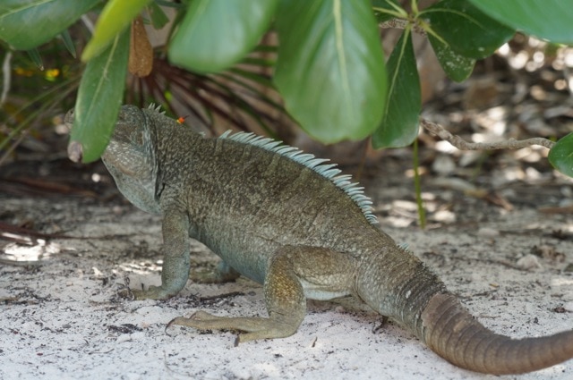 Iguana - Turks and Caicos
