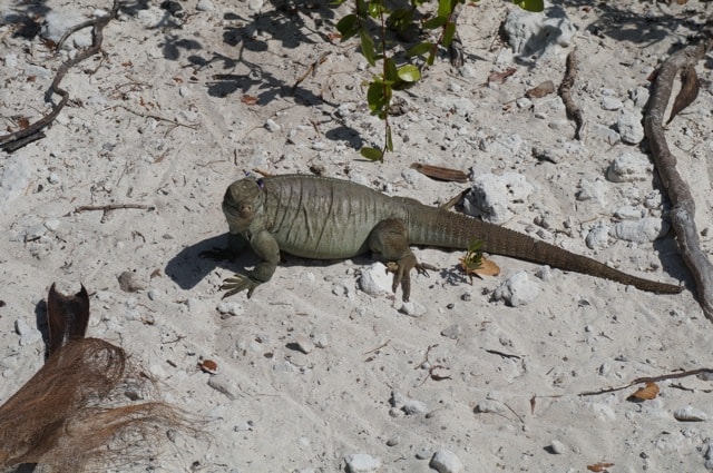 Iguana - Turks and Caicos
