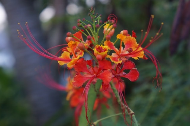 Flowers - Turks and Caicos