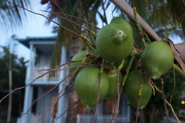 Coconuts - Turks and Caicos