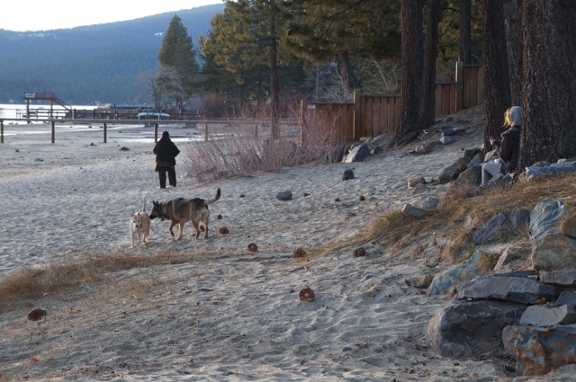 Lake Tahoe dogs