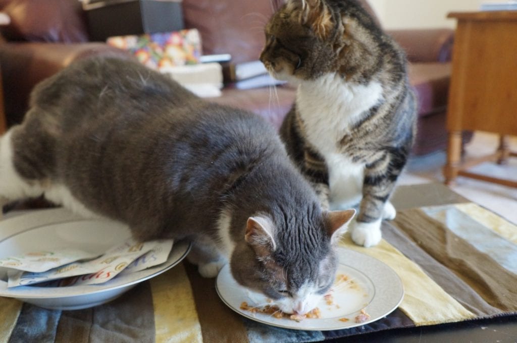 Fancy Feast for cats