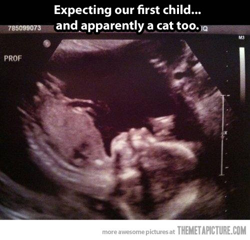 funny-ultrasound-baby-cat-expecting