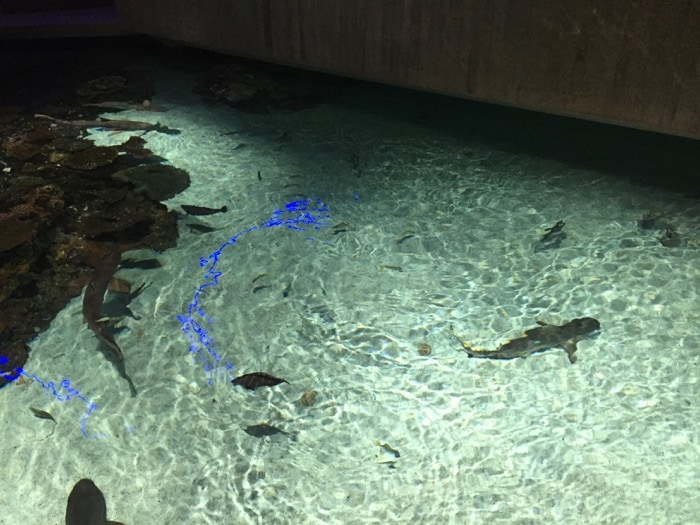 Black Tip Reef Sharks - National Aquarium