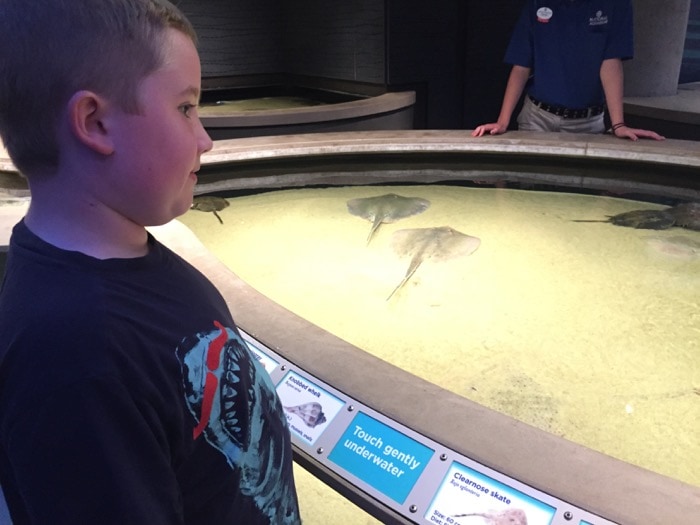 Touching the stingrays - National Aquarium