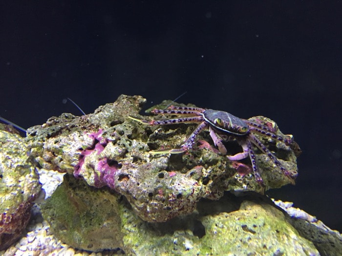 Colorful crustaceans - National Aquarium