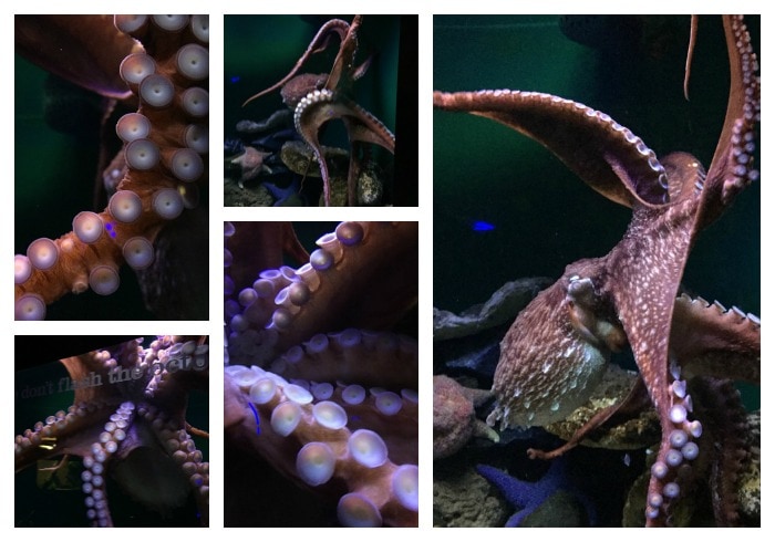 Octopus - National Aquarium