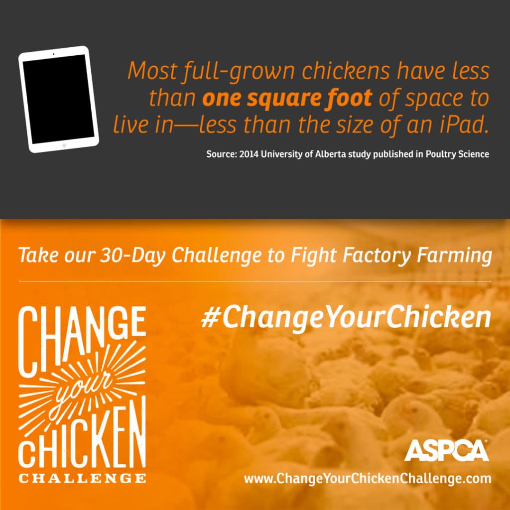Change Your Chicken Challenge