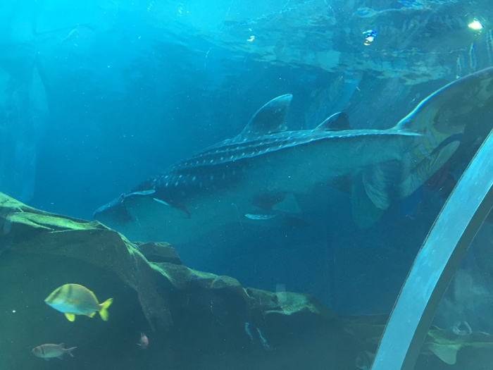 Whale shark - Georgia Aquarium