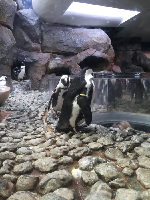 Penguins - Georgia Aquarium
