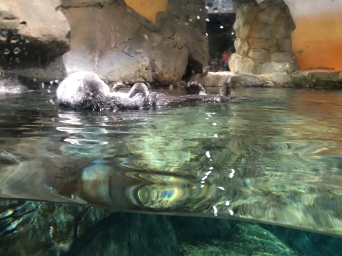 sea otter - Georgia Aquarium