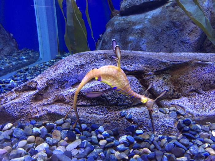 Sea dragon - Georgia Aquarium