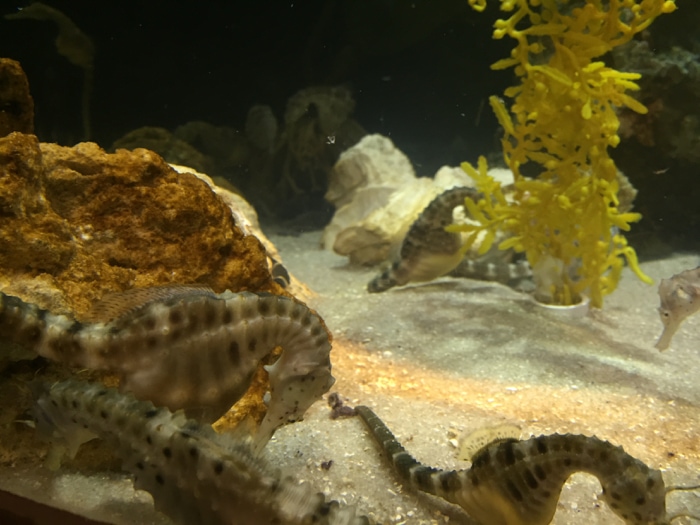 seahorse - Georgia Aquarium