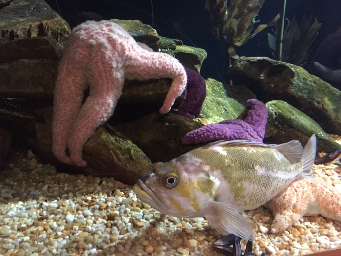 starfish - Georgia Aquarium
