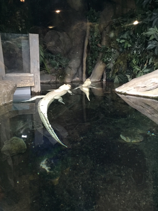 Albino alligators - Georgia Aquarium