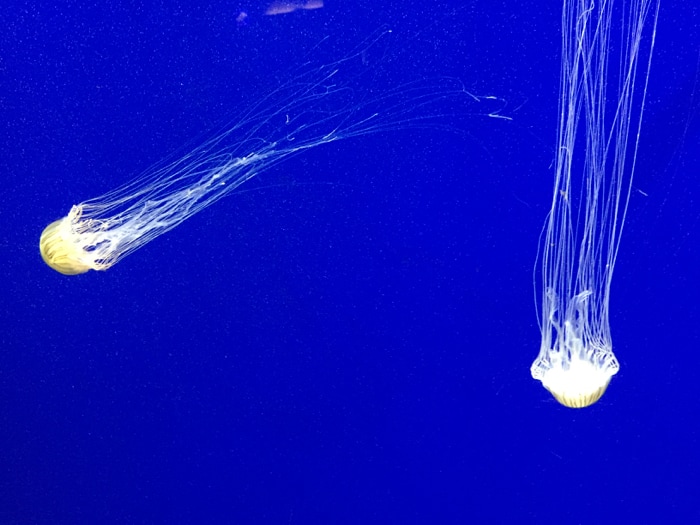 Jellyfish - Georgia Aquarium