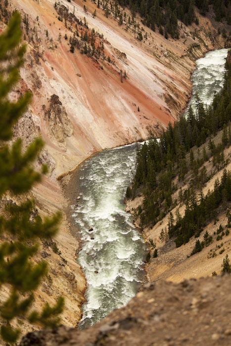 The Yellowstone River rushes between the rose-hued walls of the Grand Canyon of the Yellowstone. 