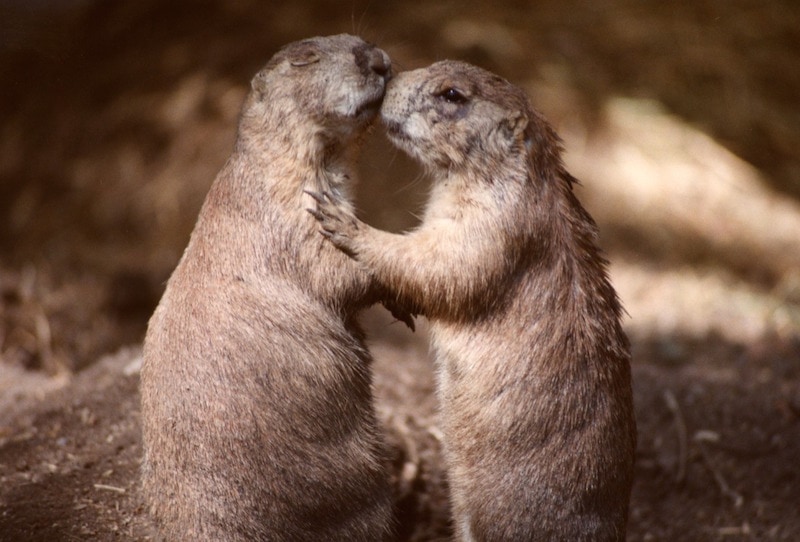 Watch Netflix and Chill with these romantic movies