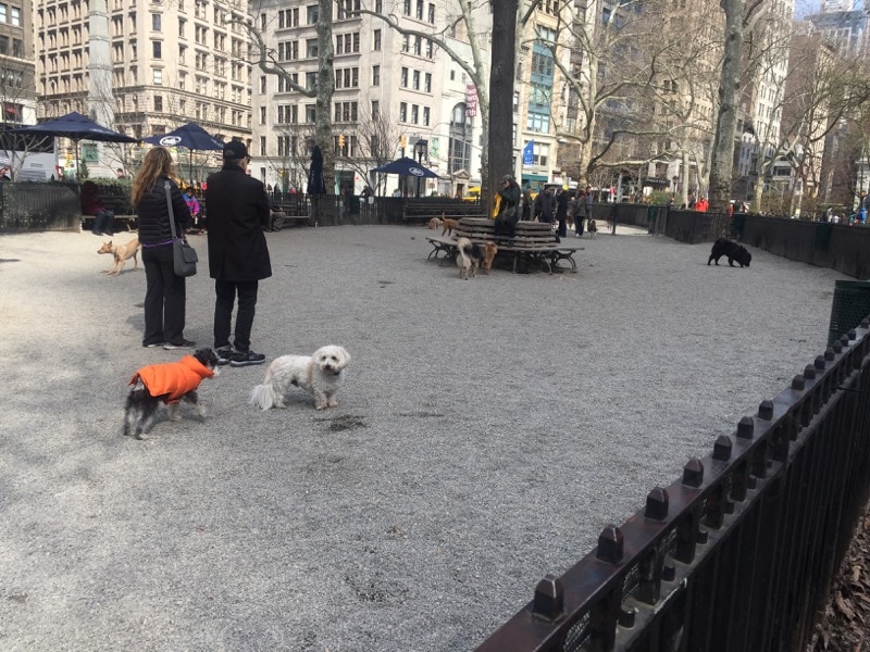 NYC dog park