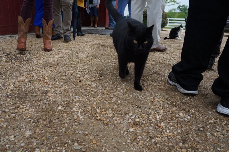 Black cat at Sagamore Farm