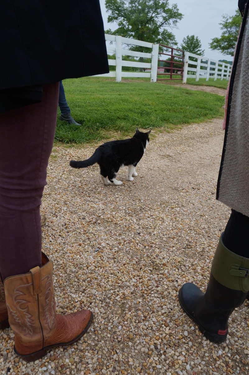 Black cat at Sagamore Farm