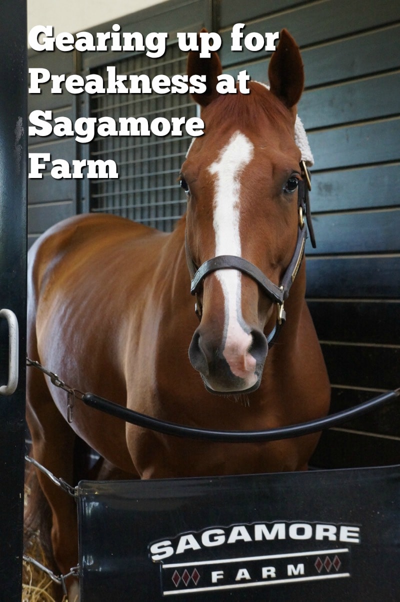 Gearing up for Preakness at Sagamore Farm