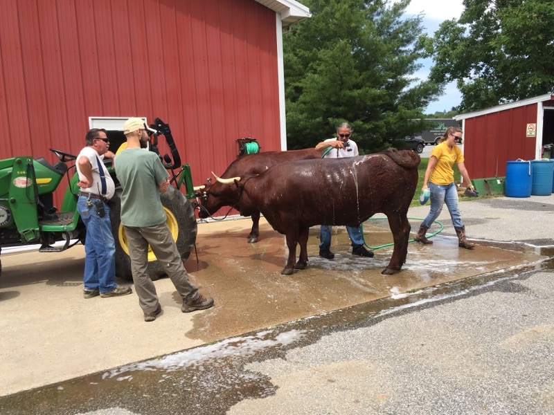 Washing the oxen