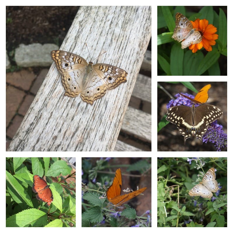 Butterflies at Hershey Gardens