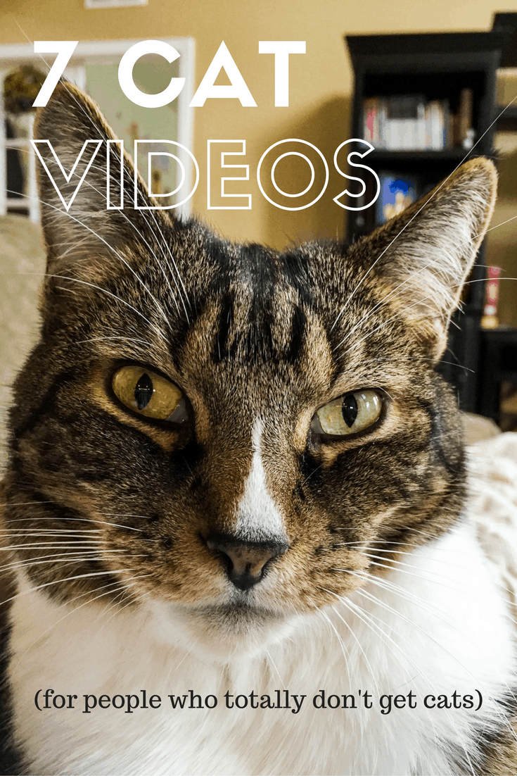 7-cat-videos