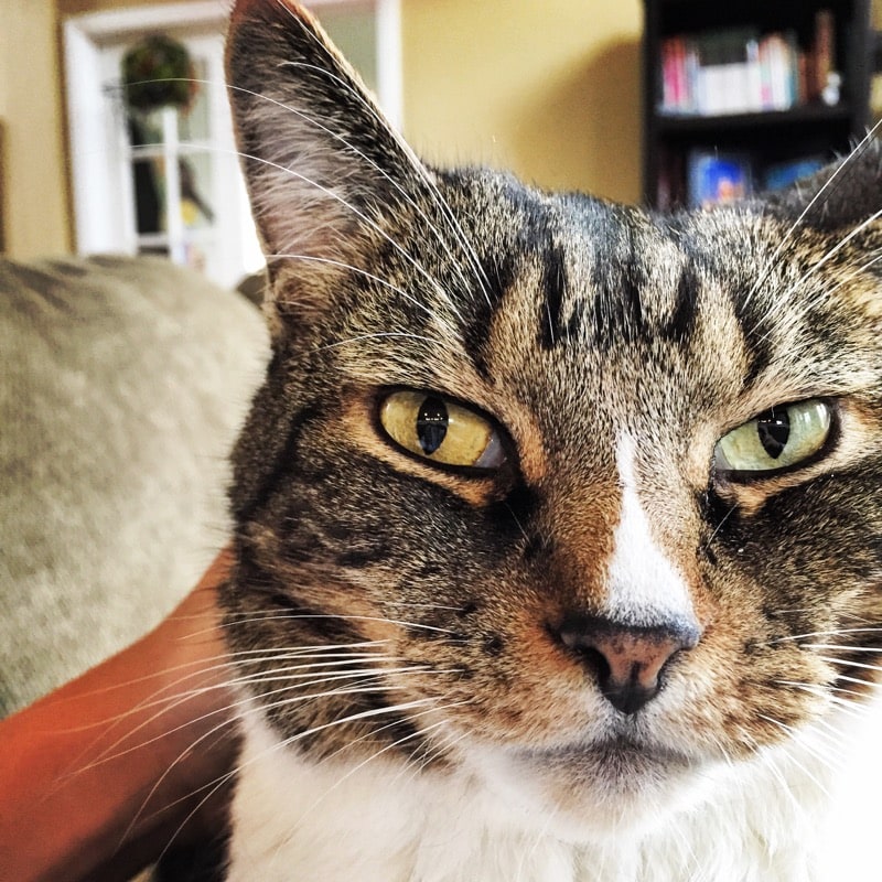 Beamer - cat videos
